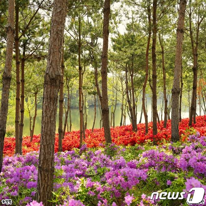 계절별로 색다른 매력을 자랑하는 익산 신흥근린공원에 형형색색의 철쭉이 활짝 펴 봄을 알리고 있다.(익산시 제공)2023.4.23./뉴스1