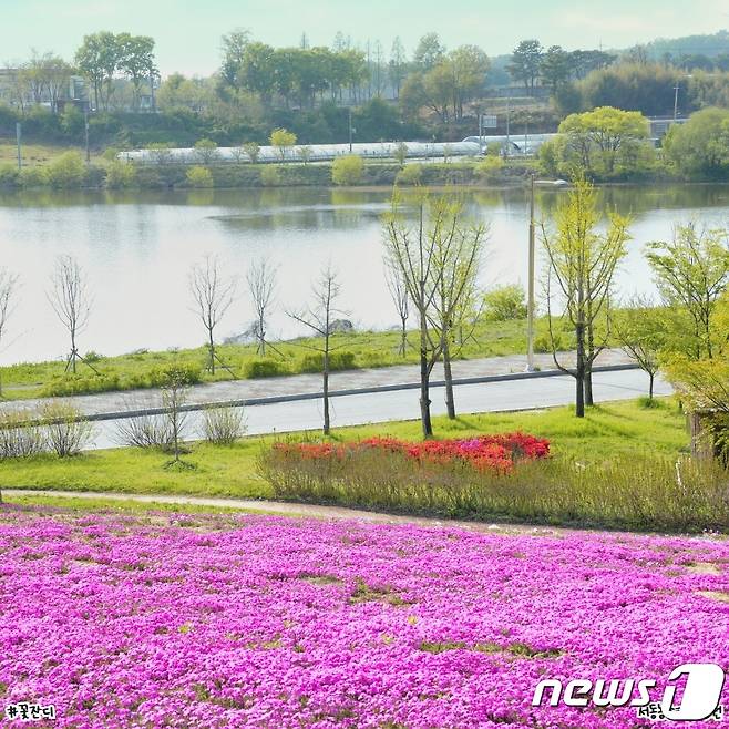 전북 익산시 서동공원에 진분홍 꽃잔디가 드넓게 펼쳐져 나들이객들을 맞이하고 있다.(익산시 제공)2023.4.23./뉴스1