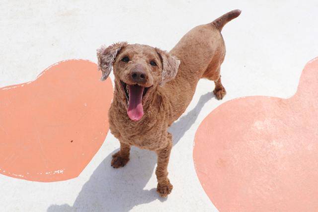활짝 웃고 있는 새로이. 동물자유연대 제공