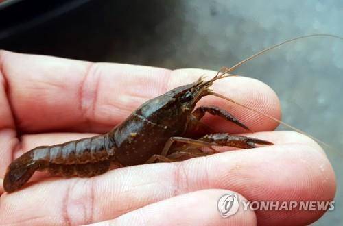 미국가재 [연합뉴스 자료사진]