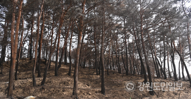 ▲ 국립산림과학원은 산불 예방 대책으로 방화수를 포함한 혼효림 조성과 임도 확보를 권고했다. 사진은 난곡동의 산불 현장에 불 탄 소나무가 늘어서 있는 모습. 황유민