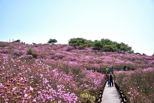 ◇비슬산은 참꽃 군락지가 있고, 만개시 화려한 풍경 속 멋스러운 산책이 가능하다.사진제공=지엔씨21