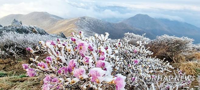 덕유산국립공원 진달래에 맺힌 상고대 (무주=연합뉴스) 26일 전북 무주군 덕유산국립공원 내 중봉 능선에 핀 진달래꽃에 상고대가 덮여있다.설천봉 정상에 전날 5mm의 비가 내리고 이날 아침기온이 영하 3.3도로 떨어지면서 향적봉과 중봉 주능선에 3cm가량의 상고대가 생성됐다. 2023.4.26 [덕유산국립공원사무소 제공] kan@yna.co.kr