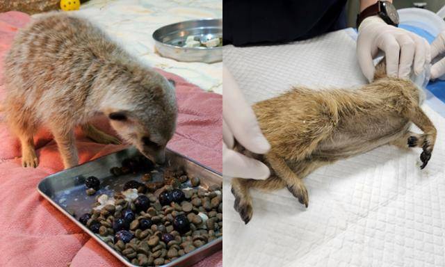 야생동물보호소 개소식 날 입소한 미어캣 '꾸꾸'의 모습. 충남 야생동물구조센터 제공