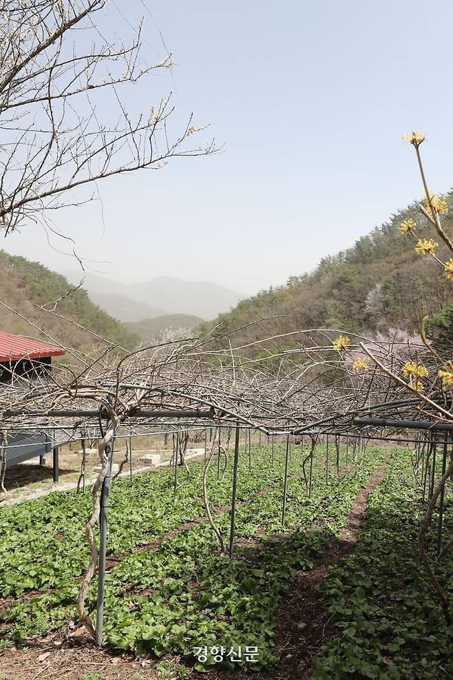 다래덩쿨 아래 곰취밭이 펼쳐져 있다.                한수빈 기자