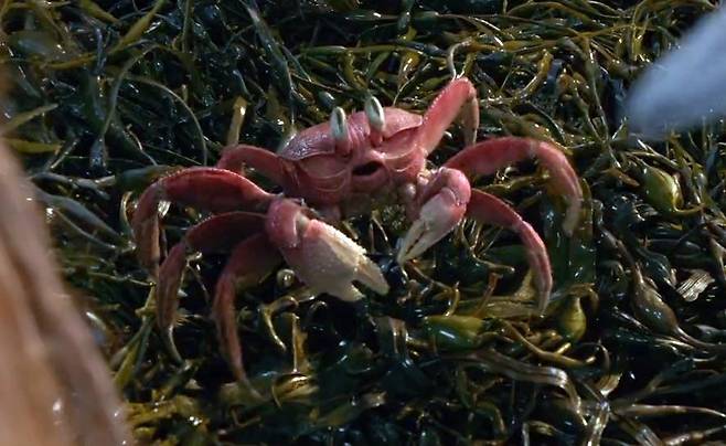 게 '세바스찬' [디즈니 트위터. 재판매 및 DB 금지]