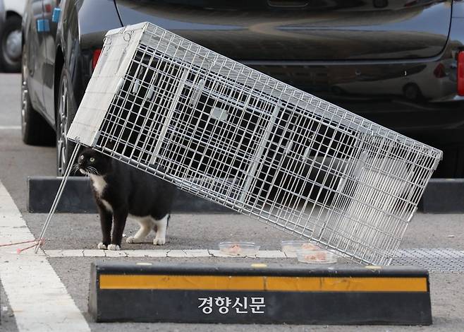 길고양이 보리가 TNR을 위해 설치된 포획틀이 신기한 지 냄새를 맡고 있다. 전현진 기자