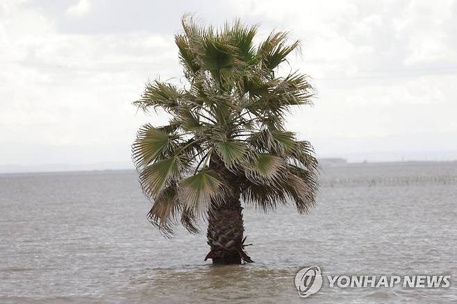 캘리포니아 코코란시 내 홍수로 물에 잠긴 야자수 [로이터 연합뉴스 자료사진. 재판매 및 DB 금지]