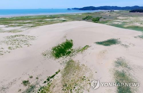 충남 태안군 신두리사구. [태안군 제공. 재판매 및 DB 금지]