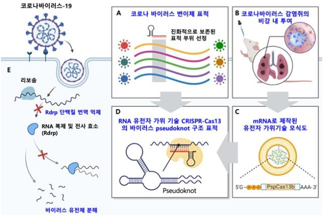 RNA 유전자 가위 CRISPR-Cas13 기반의 코로나 바이러스 유전체 표적 전략 [한국과학기술원(KAIST) 제공. 재판매 및 DB 금지]