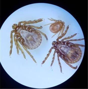 이른바 ‘살인 진드기’로도 불리는 참진드기. /뉴스1