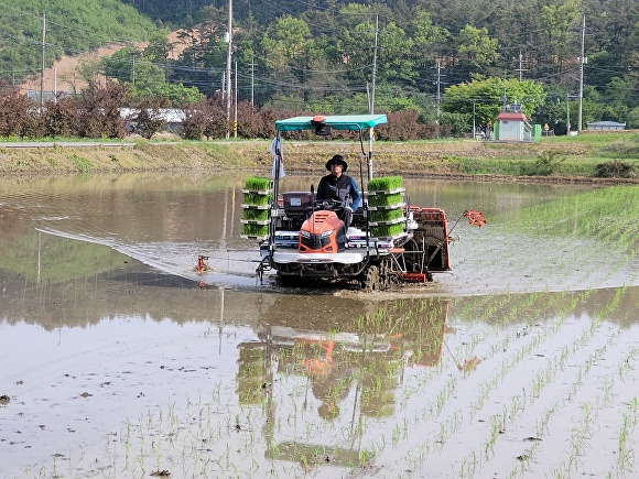 충남 천안시 동면 화덕리 논에서 김현수씨가 올해 첫 모내기를 하고 있다.  [사진=천안시청]