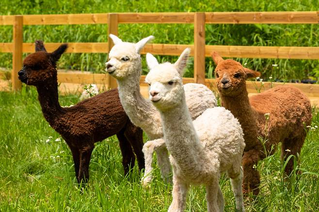 애니포레의 알파카