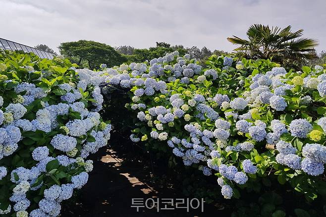 카멜리아힐