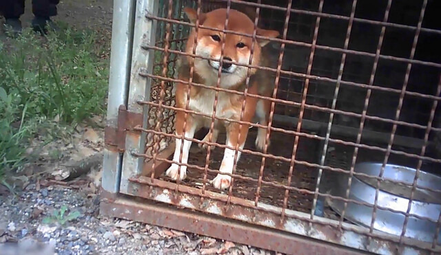 페타는 “한 농장은 ‘애견 번식장’이란 간판을 달고 있었지만 식용 개 농장과 별반 다르지 않은 사육 환경을 하고 있었다”고 전했다. 페타 제공