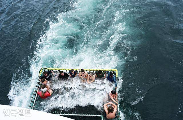 저비스베이 돌고래 투어 선박 후미에 설치된 그물에서 여행객들이 색다른 해수욕을 즐기고 있다.