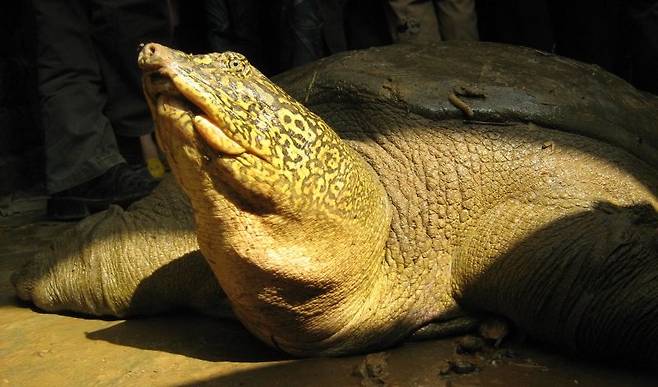 양쯔강대왕자라’(학명 Rafetus swinhoei)의 모습. 팀 맥코맥 제공