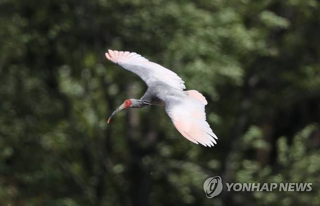 경남 창녕 우포늪 따오기 창원서 발견 (창원=연합뉴스) 창녕 우포늪에서 방사한 따오기 한 마리가 지난 9일 경남 창원시 의창구 동읍 주남저수지에서 날고 있다. 2023.4.10 [최종수 생태사진가 제공. 재판매 및 DB 금지] image@yna.co.kr