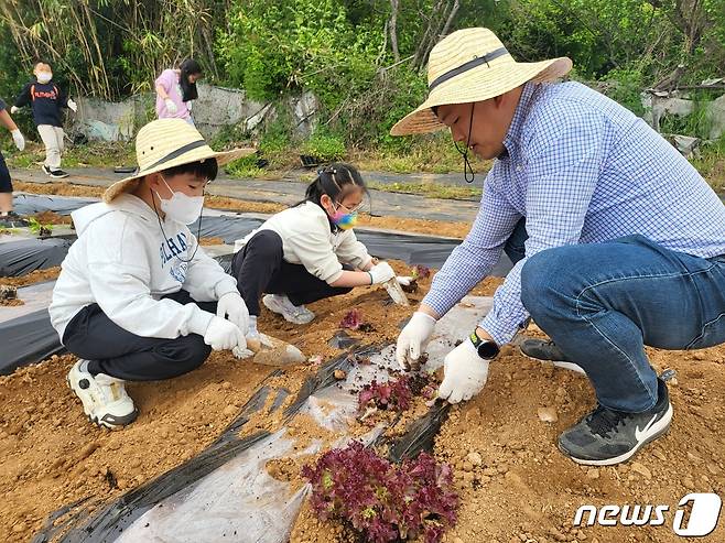 영암 신북초등학교 (교장 박헌주) -최근 학교 텃밭가꾸기 활동으로 상추를 심고 있다. 수확한 작물은 교육과정과 연계한 요리활동의 재료로 사용할 계획이다.(전남도교육청 제공)/뉴스1