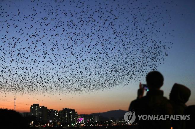 태화강 상공 뒤덮은 떼까마귀 [연합뉴스 자료사진]