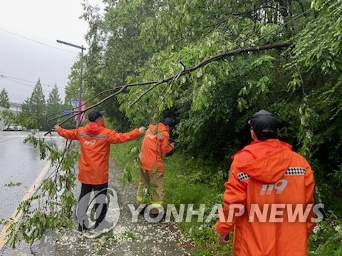 넘어진 가로수 정리하는 대전 소방 (대전=연합뉴스) 대전 유성소방서 관계자들이 6일 오전 신성동의 한 도로에 넘어진 가로수를 치우고 있다. 2023.5.6 [대전 유성소방서 제공. 재판매 및 DB 금지] coolee@yna.co.kr