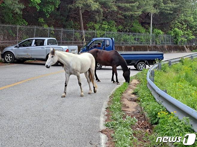 연휴 마지막날인 7일 춘천 북산면의 한 도로에 인근 농가에서 탈출한 말이 도로를 활보하고 있다.(강원도소방본부 제공) 2023.5.7/뉴스1