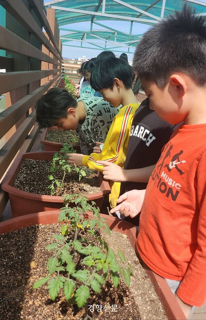 울산 옥동초등학교 어린이들이 지난 2일 건물옥상에 마련된 텃밭에서 자신이 심은 채소 모종이 잘 자라는지 유심히 살펴보고 있다.