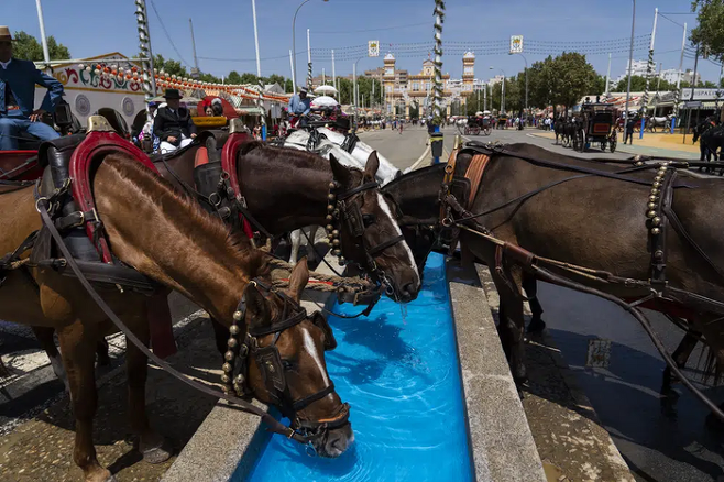 스페인 세비야에서 매년 열리는 박람회에서 지난달 27일 마차를 끄는 말들이 물을 마시고 있다. AP연합통신