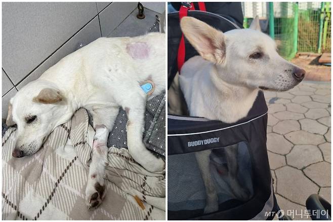 지난 1월 음주운전자가 낸 교통사고로 척추가 부러진 강아지 '절미' 모습(왼쪽). 제대로 걸을 수 없어 24일 산책길에는 유모차에 탔다. /사진='절미' 가족 제공