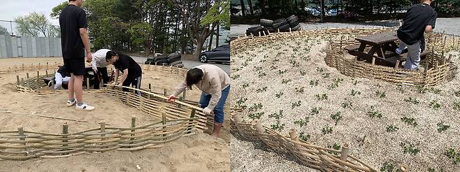 학생들이 생활기술 시간 조성한 텃밭, 콩과 텃밭이 자라나고 있다.