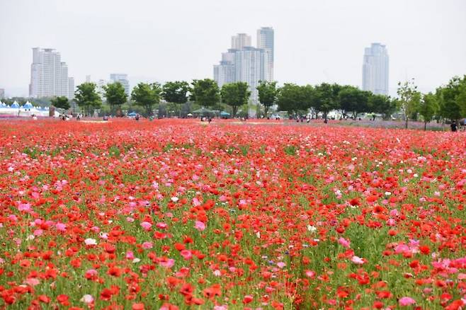 몇해전 태화강 국가정원 봄꽃축제 모습.