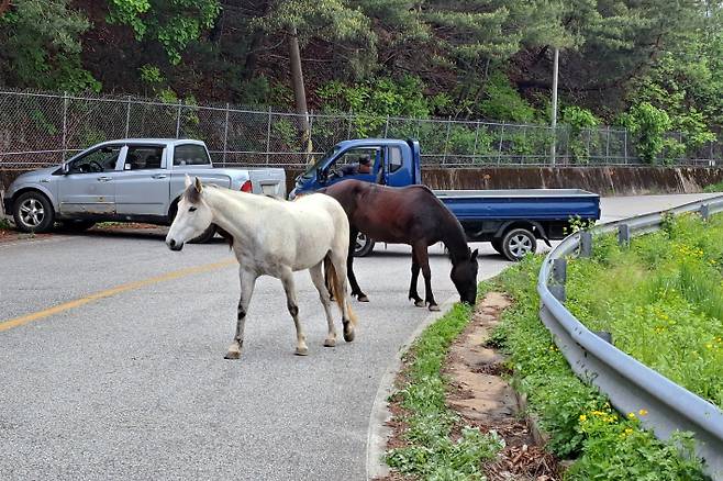 지난 7일 오전 10시 49분쯤 강원 춘천시 북산면 추곡리 일원서 말 2마리가 도로를 활보하는 소동이 벌어졌다. 강원소방본부 제공