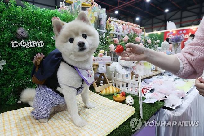 사료 먹기 만큼 쉬운 포즈 취하기 (서울=연합뉴스) 강민지 기자 = 지난 3월 24일 서울 강남구 세텍에서 열린 반려동물 박람회 '2023 케이펫페어 서울'에서 강아지가 포토존에서 포즈를 취하고 있다. 2023.3.24 mjkang@yna.co.kr