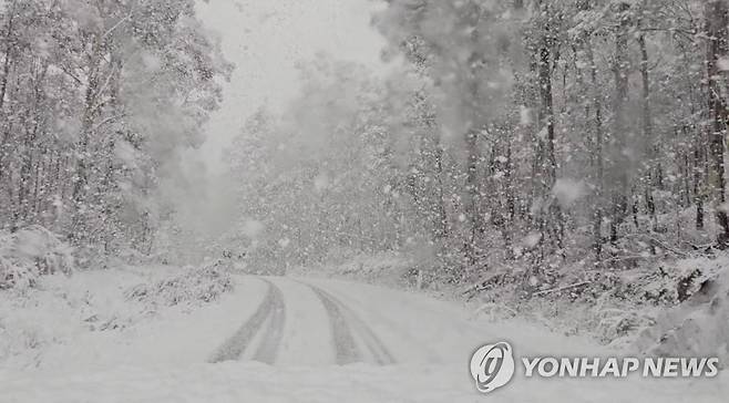 눈보라 치는 호주  7일(현지시간) 호주 뉴사우스웨일스(NSW)주 남부 나마지 국립공원에 눈보라가 치고 있다.
[로이터 연합뉴스 자료사진. 재판매 및 DB 금지]