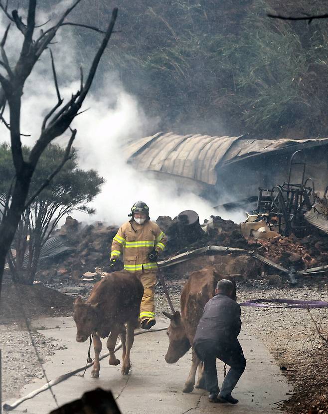 불이 붙은 강원도 강릉의 농가에서 4월11일 한 주민이 소방관의 도움을 받아 키우던 소를 탈출시키고 있다.
