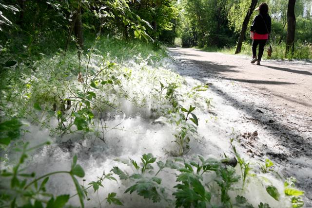 여의도 샛강공원 산책로에 버드나무 씨앗이 눈처럼 쌓여 있다.