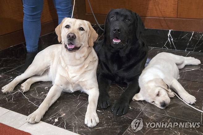 래브라도레트리버 종(기사와 직접적인  관계없음) [AP 자료사진. 재판매 및 DB 금지]