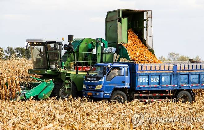 중국 옥수수 수확 [신화 연합뉴스 자료사진]