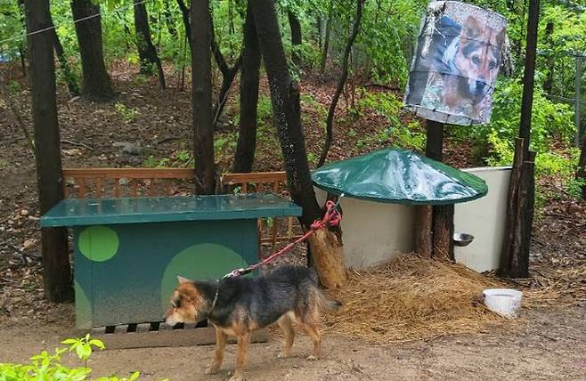 작성자 A씨에 따르면 “호텔 관계자는 ‘호텔에서 키우는 강아지가 맞고 멧돼지로부터 (호텔을) 보호하기 위해 저렇게 해놨다’고 한다”고 전했다. (사진=온라인 커뮤니티)