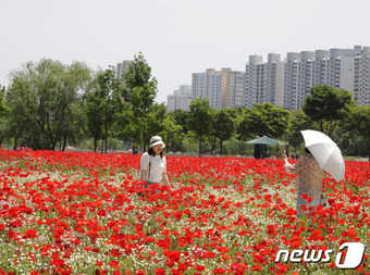 10일 울산 태화강 국가정원에서 오는 19일부터 21일까지 열리는 봄꽃축제를 앞두고 꽃양귀비가 활짝 피어 있다.  2023.5.10/뉴스1 ⓒ News1 김지혜 기자