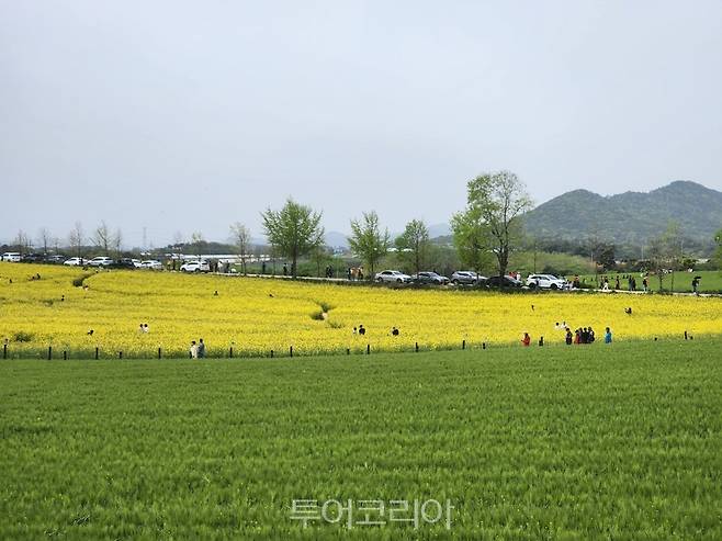 고창청보리밭 축제