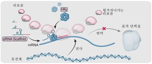 KAIST 연구진이 박테리아의 유전자 발현을 효과적으로 억제할 수 있는 sRNA 기술을 개발했다. sRNA가 단백질을 만드는 mRNA에 결합해 단백질을 만들지 못하게 하는 원리로, 합성생물학 산업에서 활용가치가 클 것으로 기대된다. /KAIST