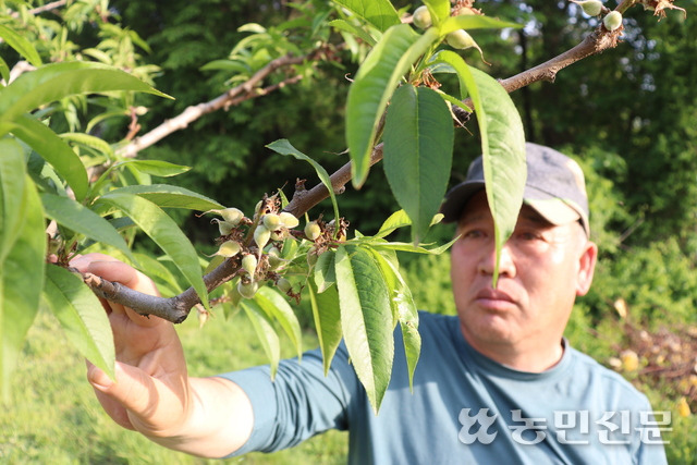 이상기온으로 저온피해를 본 충북 음성의 복숭아농가 신동령씨가 제대로 자라지 못한 열매를 근심스러운 표정으로 살펴보고 있다.