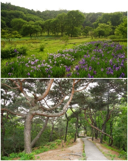 구리 동구릉(위쪽)과 서울 의릉(아래쪽). 서울 문화재청 제공