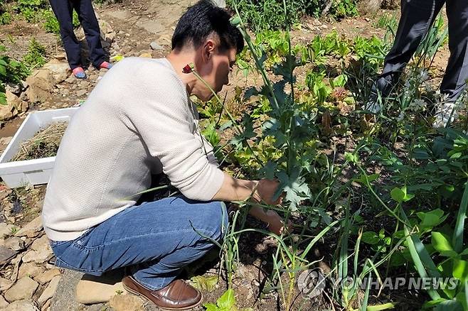 마약용 양귀비, 1주만 길러도 처벌 [광주 서부경찰서 제공. 재판매 및 DB 금지]