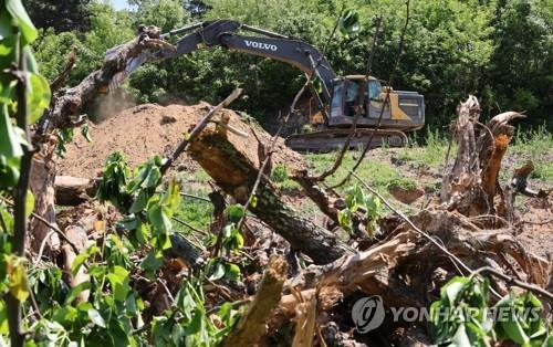 과수화상병 발병한 과수원  [연합뉴스 자료사진]