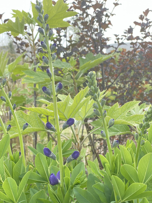 밥티시아. /사진=지구용