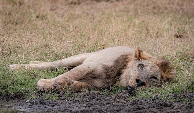 지난해 9월 공개된 룬키토의 모습. /Wildlifer Sathish 유튜브 영상