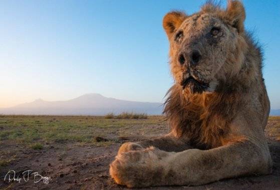 19살 나이로 생을 마감한 최장수 야생 사자 룬키토. 사진 Lion Guardians 페이스북