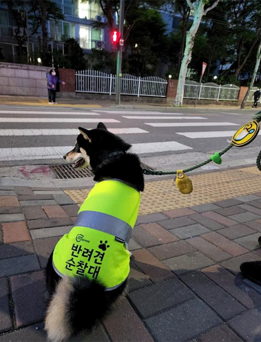 반려견 쿠로./사진제공=서울시